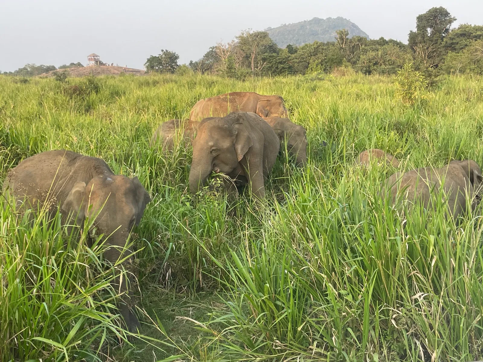 Asian elephants feeding in tall green grass on a Habarana elephant safari, Hurulu