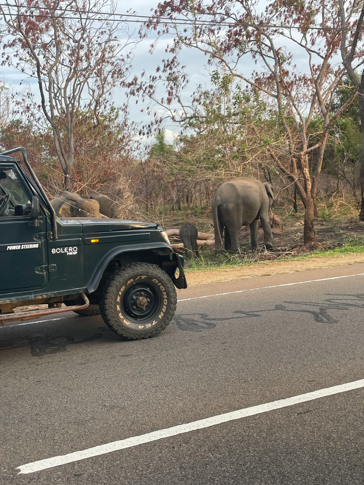 A wild elephant at the roadside next to a safari jeep near Habarana